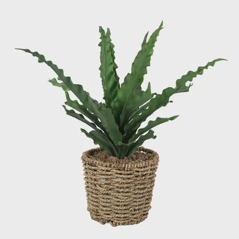 Bird Nest Fern in Wicker Pot