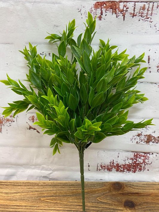 Ruscus Bush Light Green