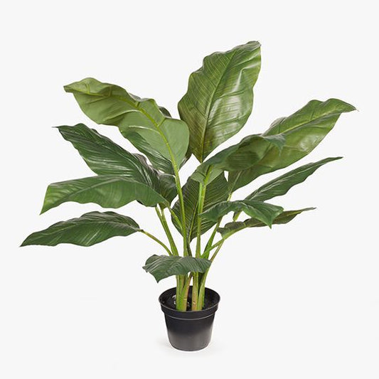 Spathiphyllum Leaf Plant