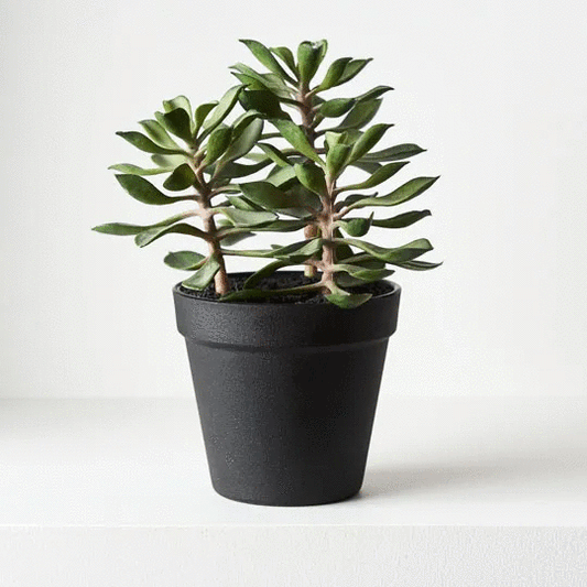 Succulent In Pot