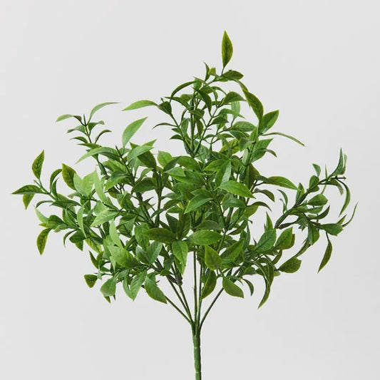 Ruscus Bush