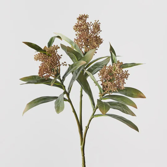 Skimmia Spray