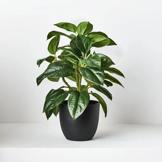 Philodendron In Pot