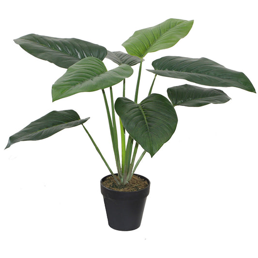 Potted Elephant Ear Philodendron