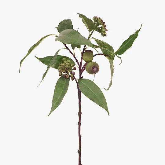 Eucalyptus Pod & Seed 63cm